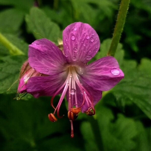 Geranium macrorrhizum 花