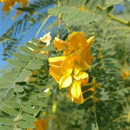 Sesbania drummondii പുഷ്പം