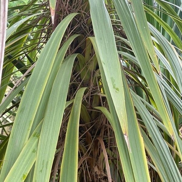 Cordyline australis Liść