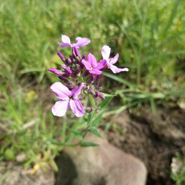 Hesperis matronalis Žiedas