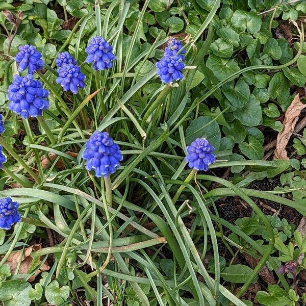 Muscari armeniacum Vekstform