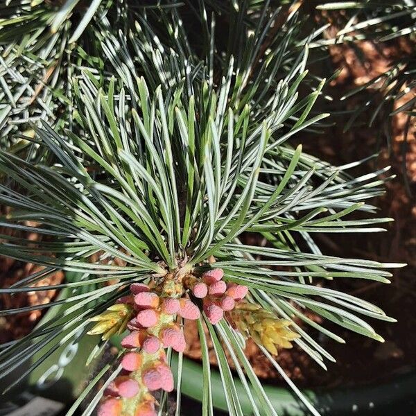 Pinus parviflora Flor