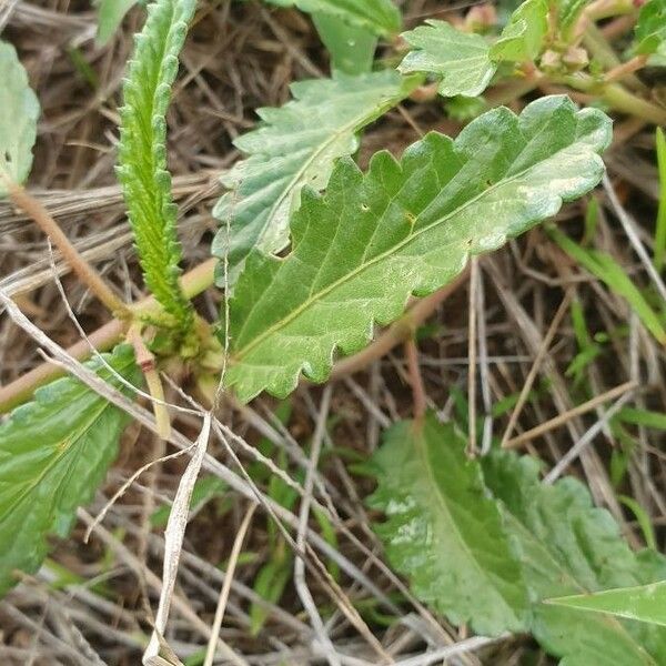 Corchorus trilocularis Leaf