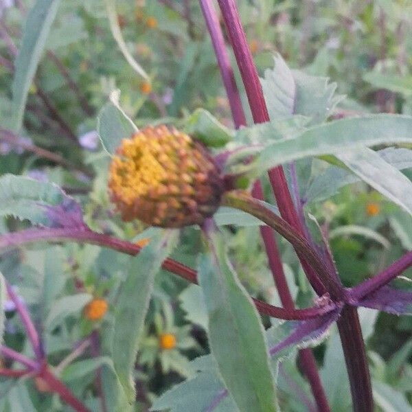 Bidens tripartita Flors