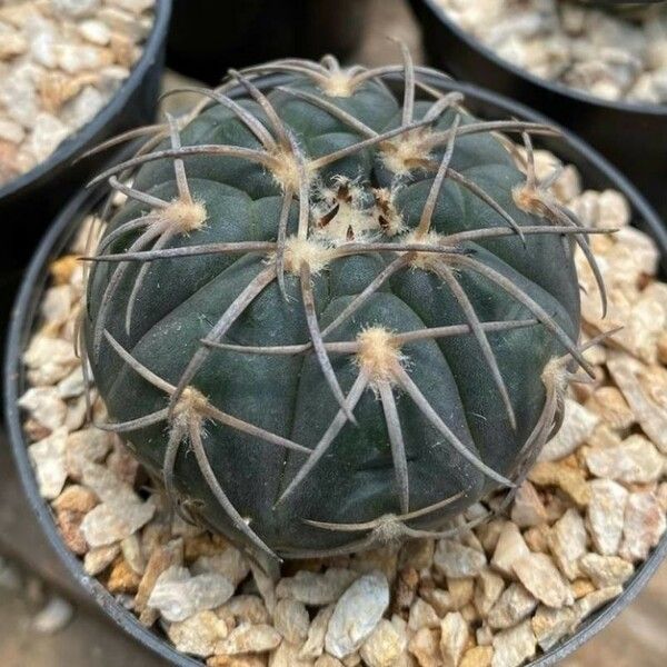 Gymnocalycium spegazzinii برگ