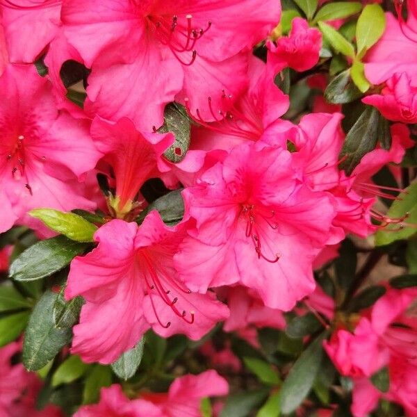 Rhododendron simsii 花