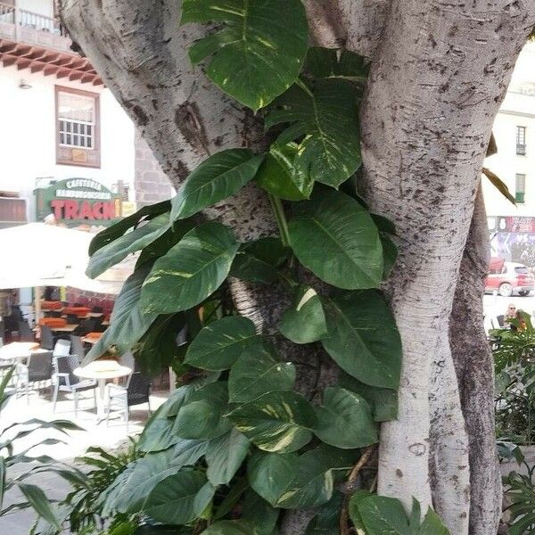 Epipremnum aureum Leaf