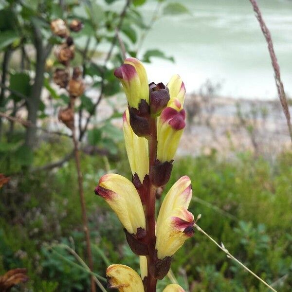 Pedicularis sceptrum-carolinum Floro