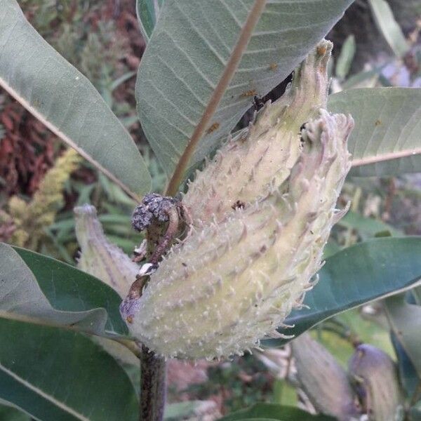 Asclepias syriaca Fruitua