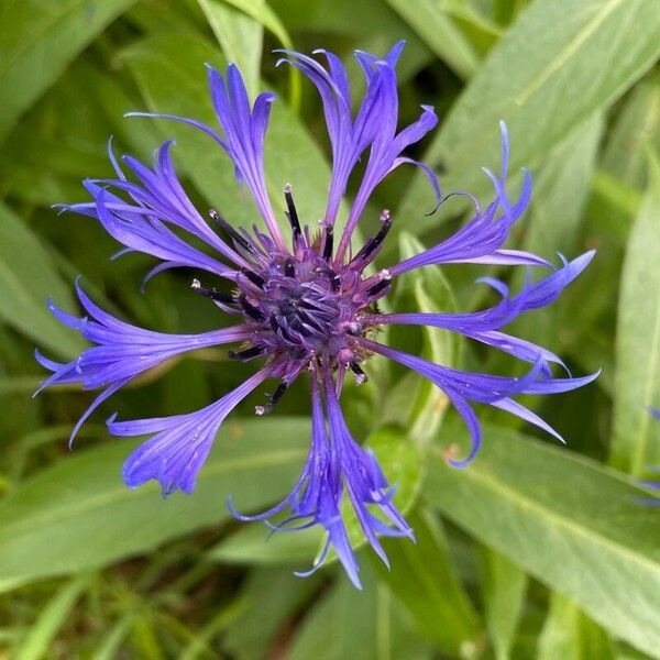 Centaurea montana Květ