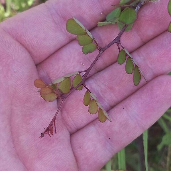 Phyllanthus urinaria 葉