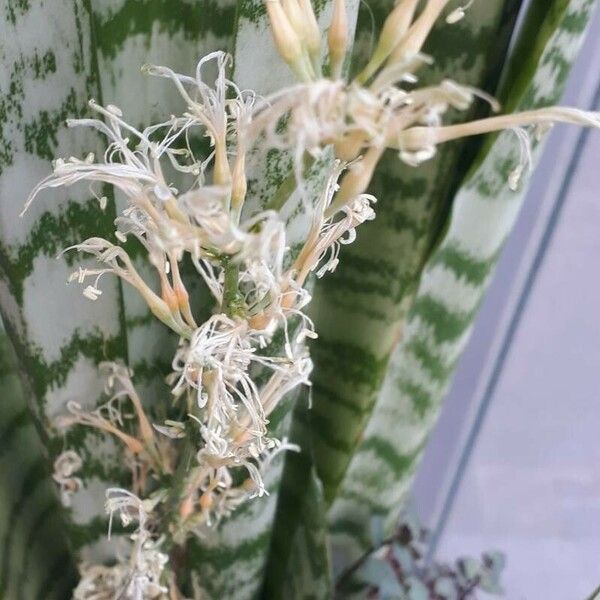 Dracaena hyacinthoides Flor