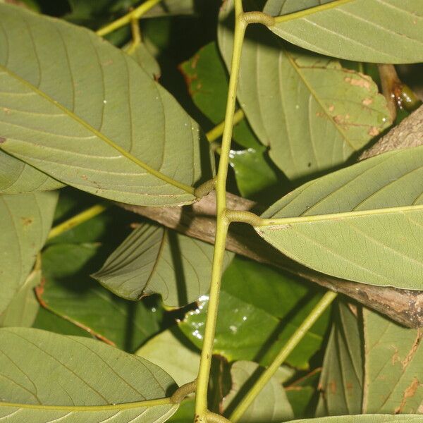 Machaerium floribundum Folha