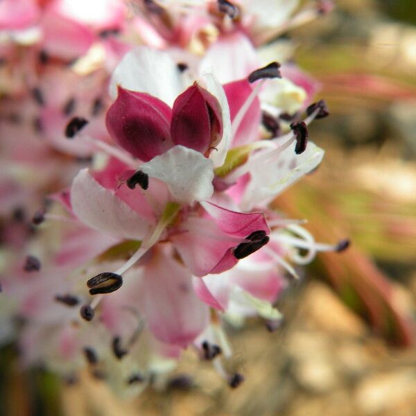 Cryptosepalum maraviense Blomma