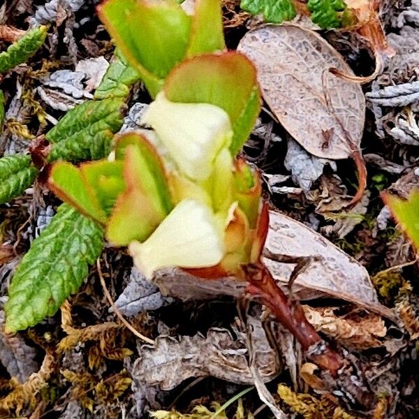 Arctous alpina Blüte