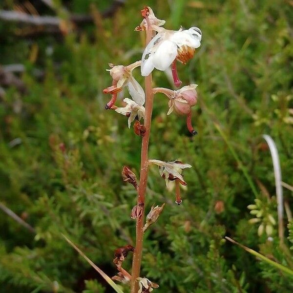 Pyrola rotundifolia 花