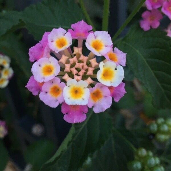 Lantana camara Virág