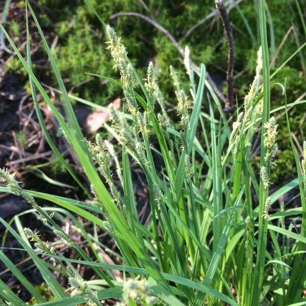 Carex canescens Цвят