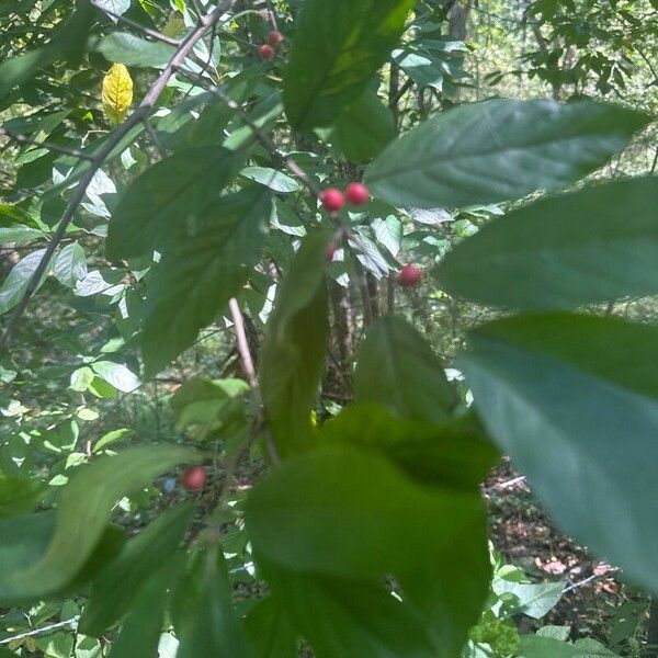 Frangula caroliniana Fruit