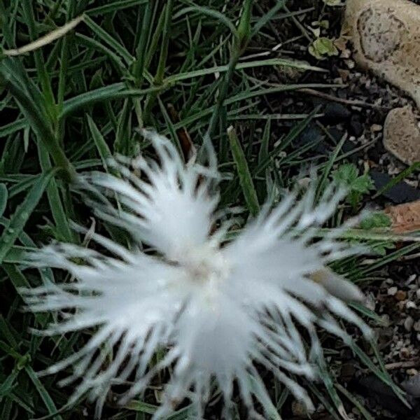 Dianthus arenarius Flor