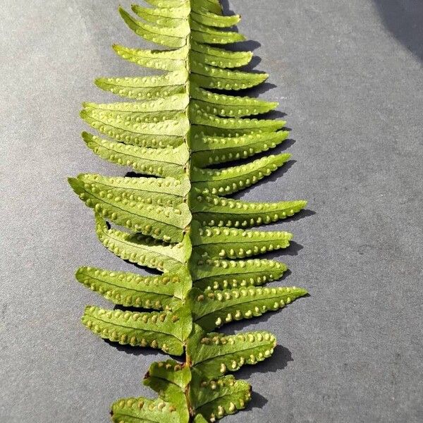 Nephrolepis cordifolia Blad