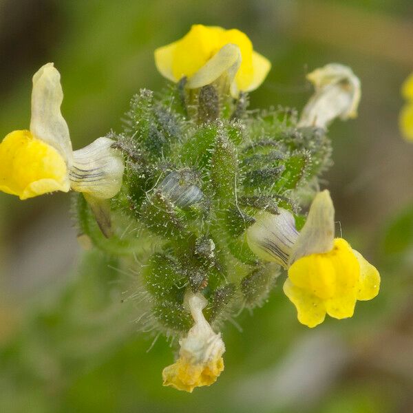 Linaria arenaria Other