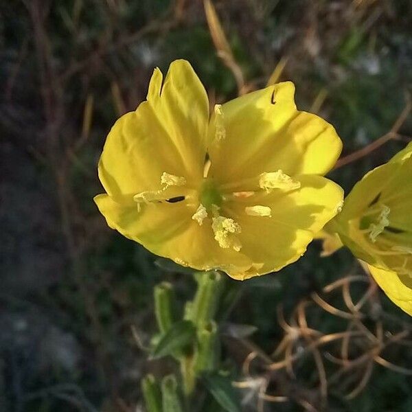 Oenothera biennis 花