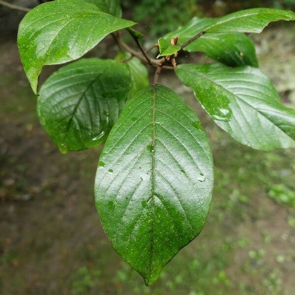 Frangula alnus Lehti