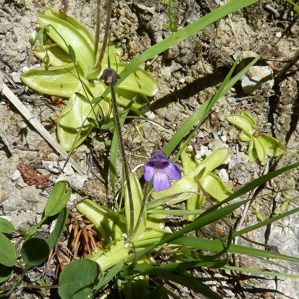 Pinguicula vulgaris Arall