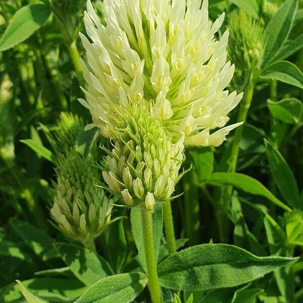 Trifolium pannonicum Květ