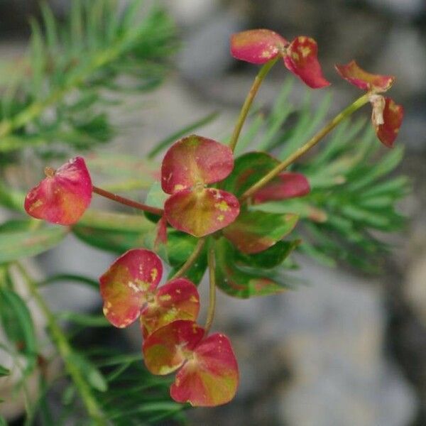 Euphorbia cyparissias Kwiat