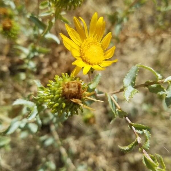 Grindelia squarrosa Flower