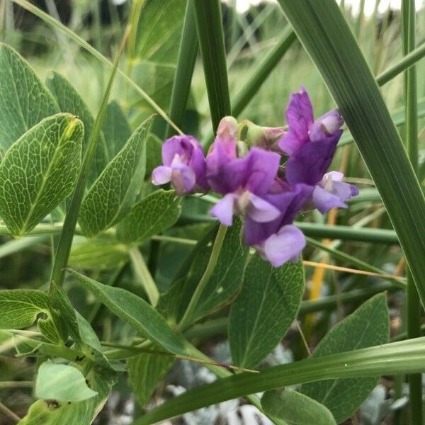 Lathyrus japonicus പുഷ്പം