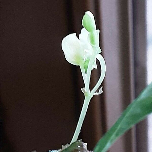 Begonia foliosa Flor