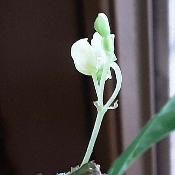 Begonia foliosa Flower