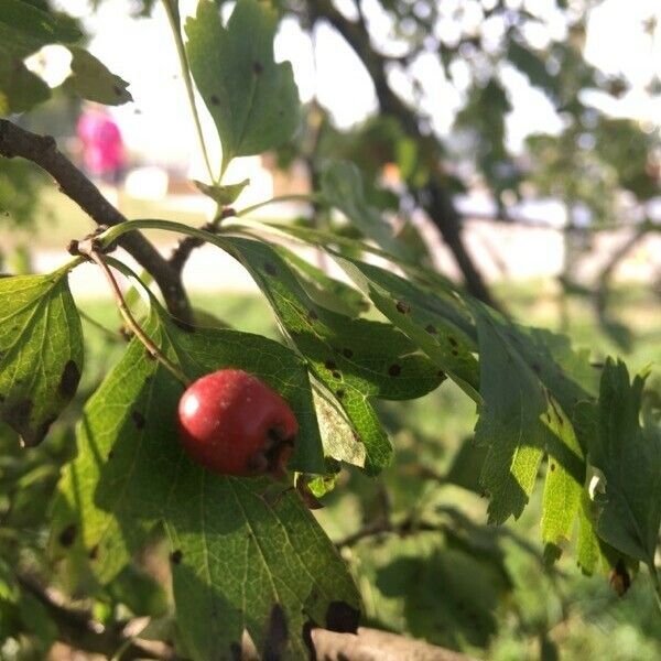 Crataegus × media 果實