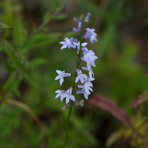 Lobelia spicata Квітка