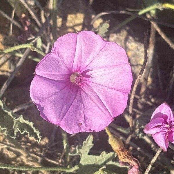 Convolvulus althaeoides ফুল