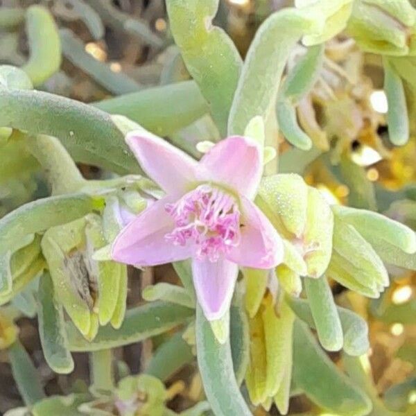Sesuvium portulacastrum Flower