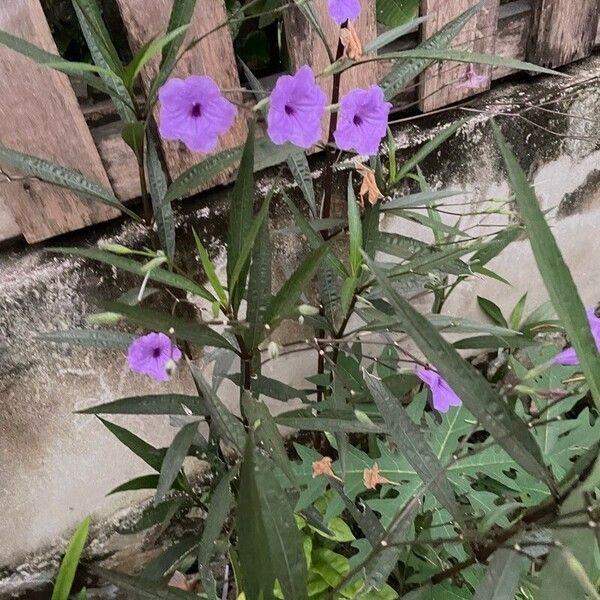 Ruellia simplex Flors