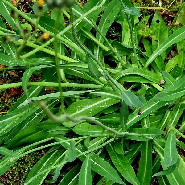 Pilosella piloselloides Blatt