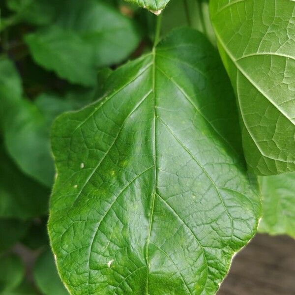 Solanum abutiloides Folha