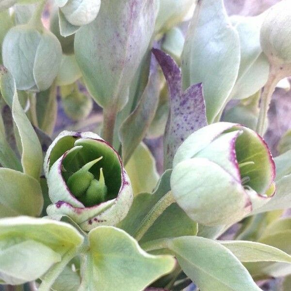 Helleborus foetidus Frugt