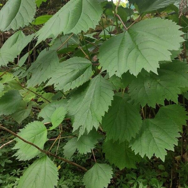 Boehmeria platanifolia Blad