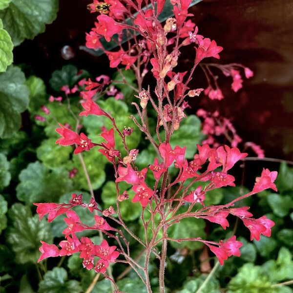 Heuchera sanguinea Lorea