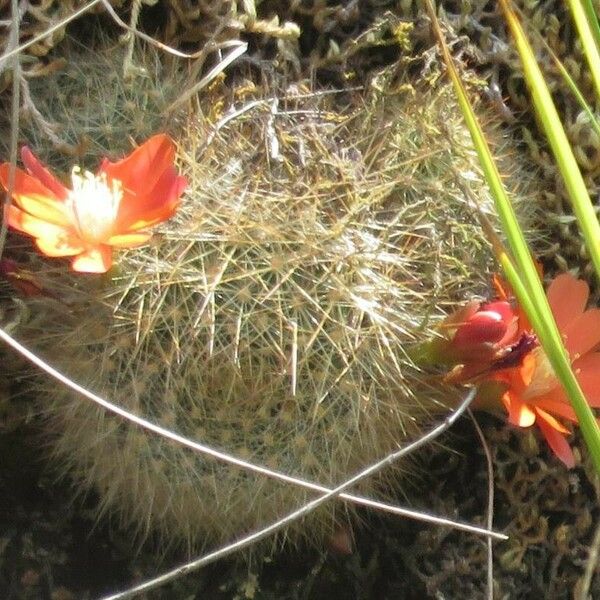 Aylostera fiebrigii Costuma