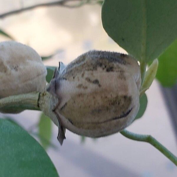 Lagunaria patersonia Hedelmä