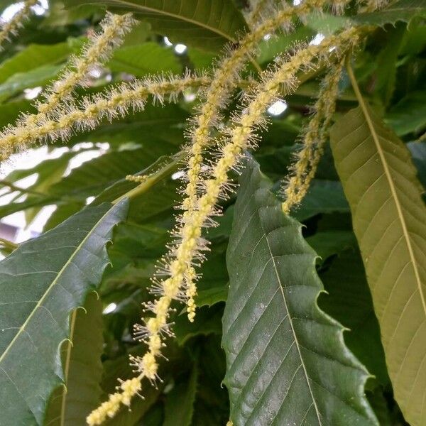 Castanea sativa 花