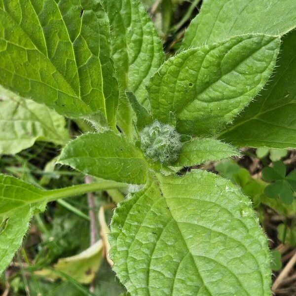 Borago officinalis Levél