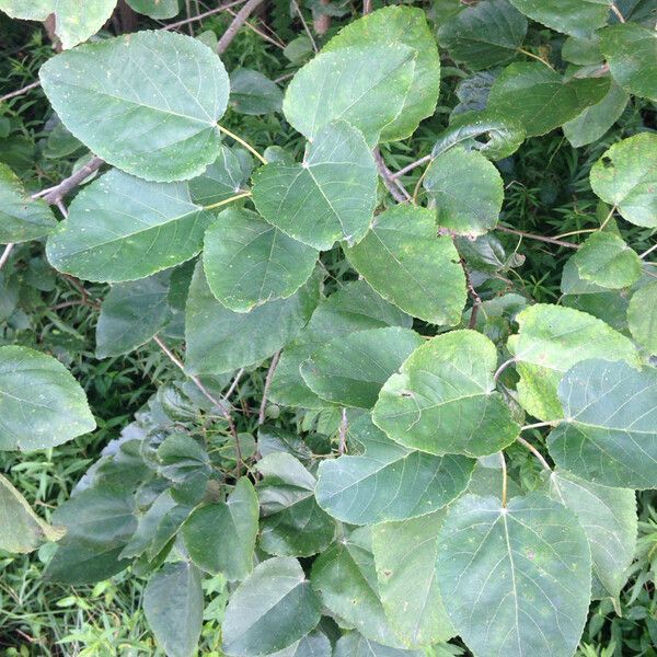 Populus heterophylla 葉